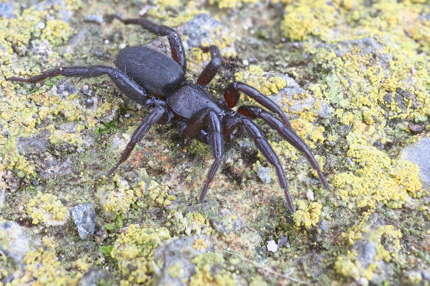 Gnaphosidae?